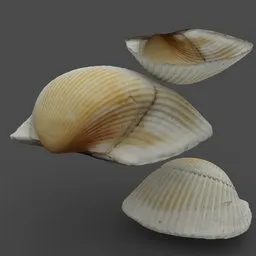 Sea Shell