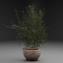 Potted Olive Plant