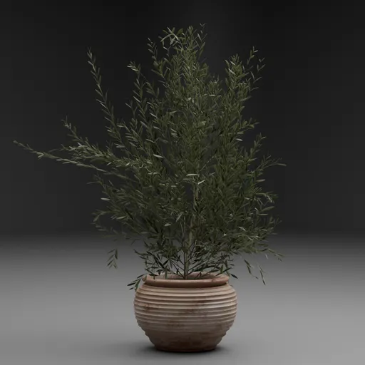 Potted Olive Plant