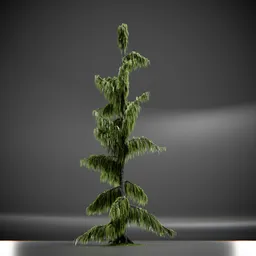 Tree Weeping Nootka Animated