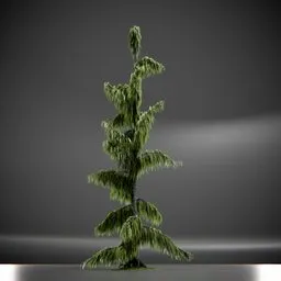 Tree Weeping Nootka Animated