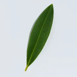 Olive Leaf