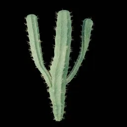 Realistic Cactus