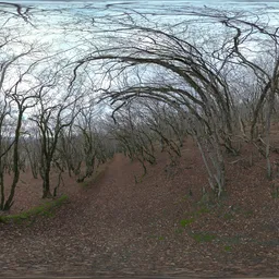 Path In Winter Forest