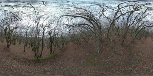 Path In Winter Forest
