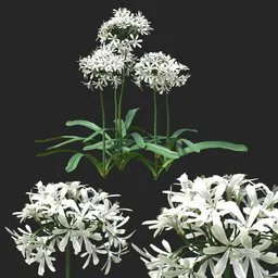 White Clustered Flowering Plant