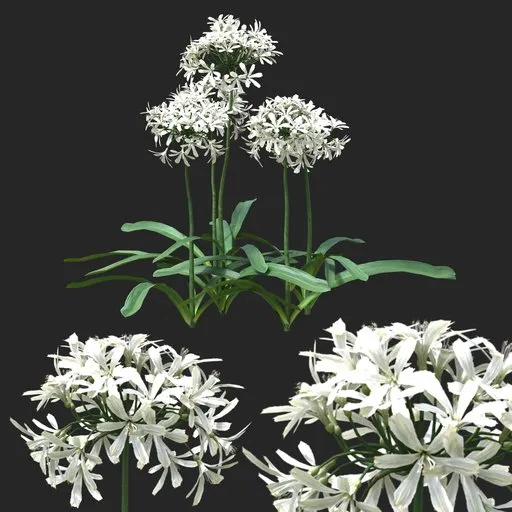 White Clustered Flowering Plant