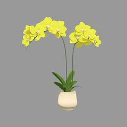 Orchid