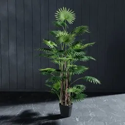 Realistic 3D model of Livistona palm, fully editable leaves, perfect for indoor nature scenes in Blender.
