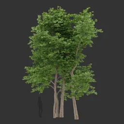 Multi Trunk Cluster Tree