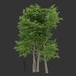 Tall tree Colloction