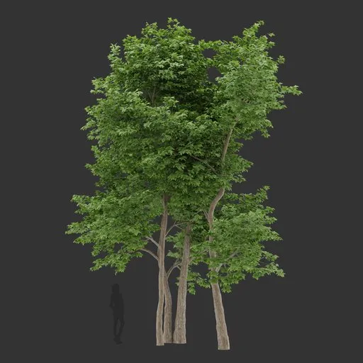 Tall tree Colloction