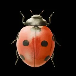 LadyBug