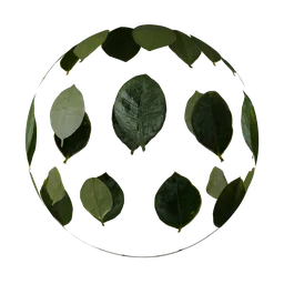 High-resolution Gardenia Urvillei leaf textures for PBR material creation in Blender 3D and similar software.