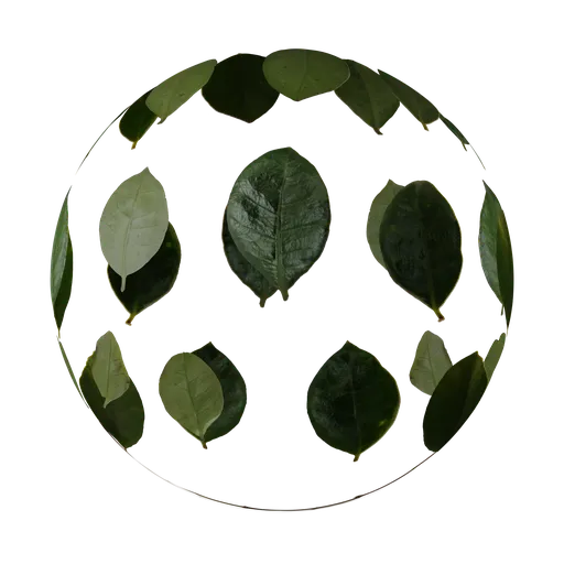 High-resolution Gardenia Urvillei leaf textures for PBR material creation in Blender 3D and similar software.