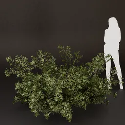 SJ-Rock Garden Accent Bush