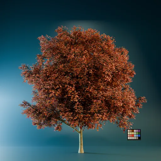 Acer Saccharum Big Tree