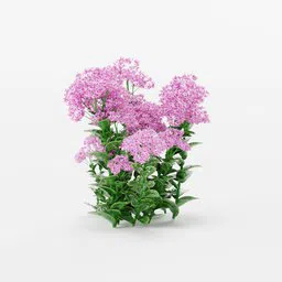 Detailed 3D rendering of a lush Stonecrop plant with vibrant pink flowers, perfect for Blender project integration