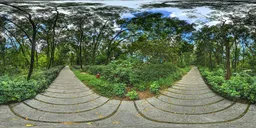 Cloudy forest during the day