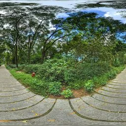 Cloudy forest during the day