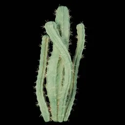 Realistic Cactus