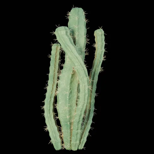 Realistic Cactus