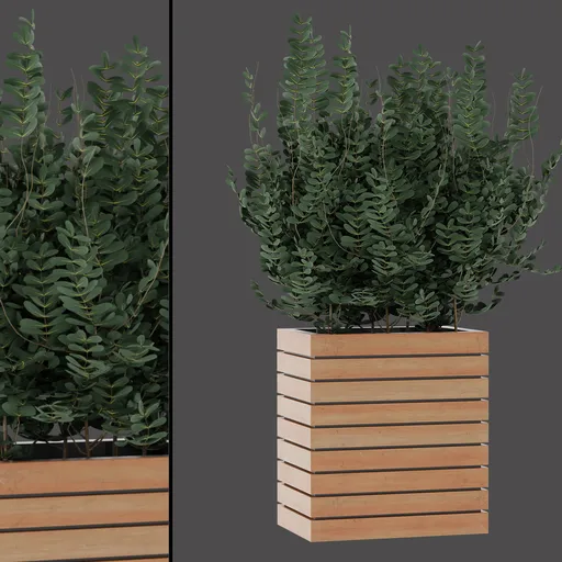 Dense Green Planter Plant