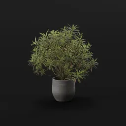 Honey Spurge Bush Elder Plant Potted