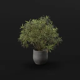 Honey Spurge Bush Elder Plant Potted