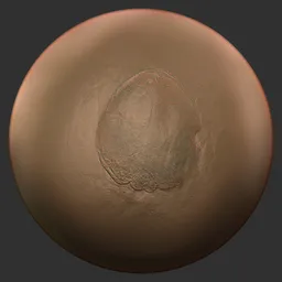 ER_Fossil Brush-Phacops trilobite