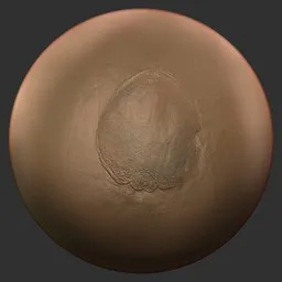 ER_Fossil Brush-Phacops trilobite