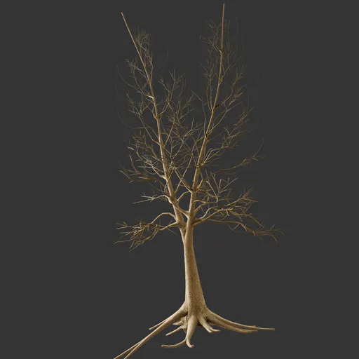 Dry Tree