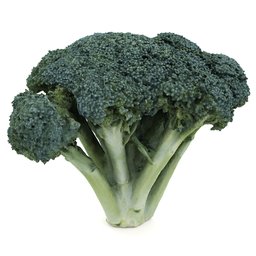 Broccoli green vegetable organic food