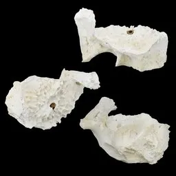 Bone Specimen