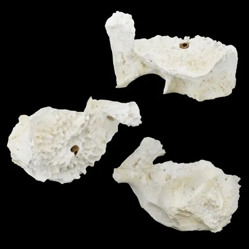 Bone Specimen