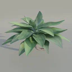 "Agave attenuata Plant Translucent 3D model for Blender 3D. Realistic outdoor plantation and vegetation, inspired by Demogorgon from Stranger Things and Arknights' palm tree. Created with procedural textures by Jacob Savery, includes asset sheet."