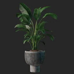 Plant