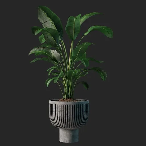 Plant