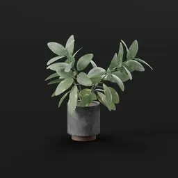 Green Leaf Potted Plant