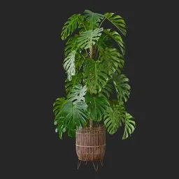 Monstera Plant