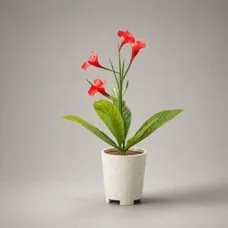 Flower Indoor Plant