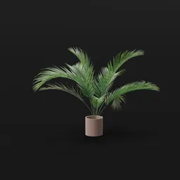 Small Palm Large Potted