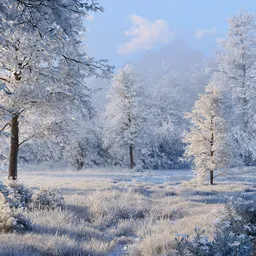 Winter Frost Meadow
