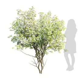 Detailed Blender 3D model of Amelanchier lamarcki with 4K textures and materials, showcasing clean quad mesh topology.