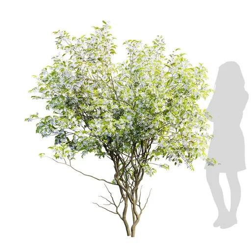 Detailed Blender 3D model of Amelanchier lamarcki with 4K textures and materials, showcasing clean quad mesh topology.