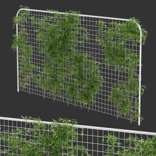 Fence Ivy Simple Plant