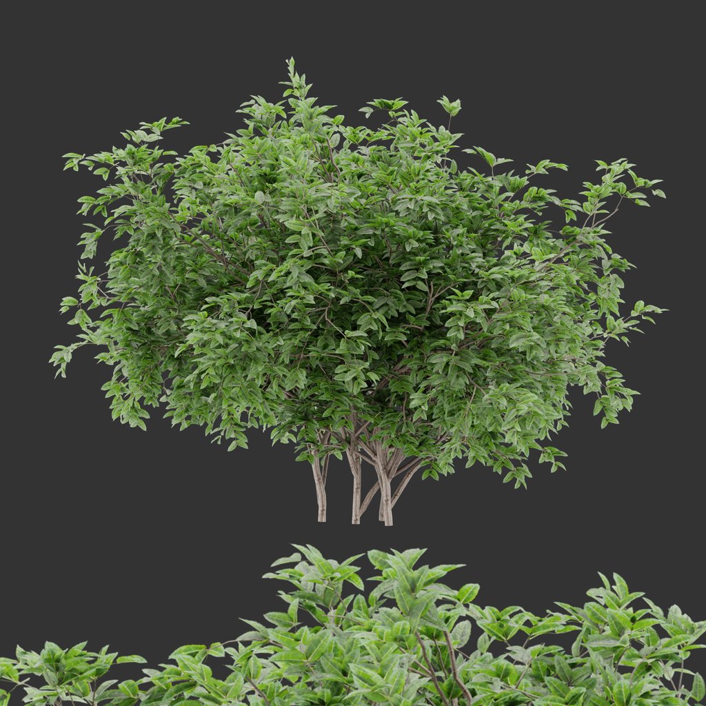 Simple bush Plant | Outdoor Plants models | Blendkit