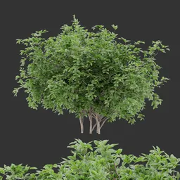 Simple bush Plant