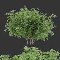 Simple bush Plant
