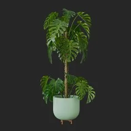 Monstera Plant
